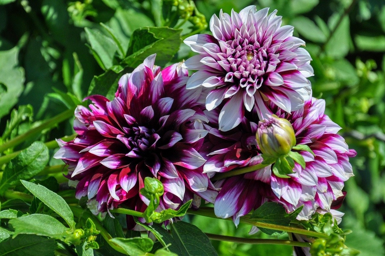 Dahliacorso en kampeersfeer in de nazomer