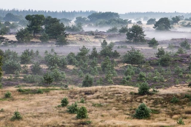 Nationaal park Drents-Friese Wold