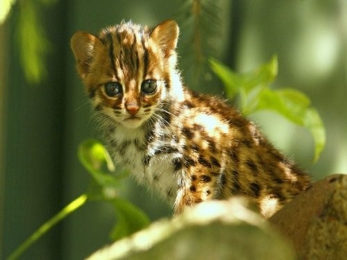 Dierenpark Taman Indonesia
